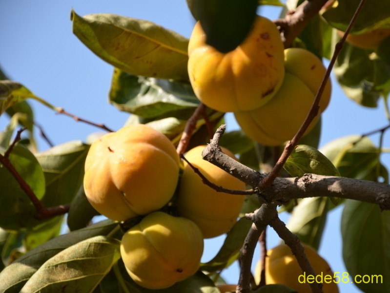 小春农家乐柿子 小春农家乐柿子